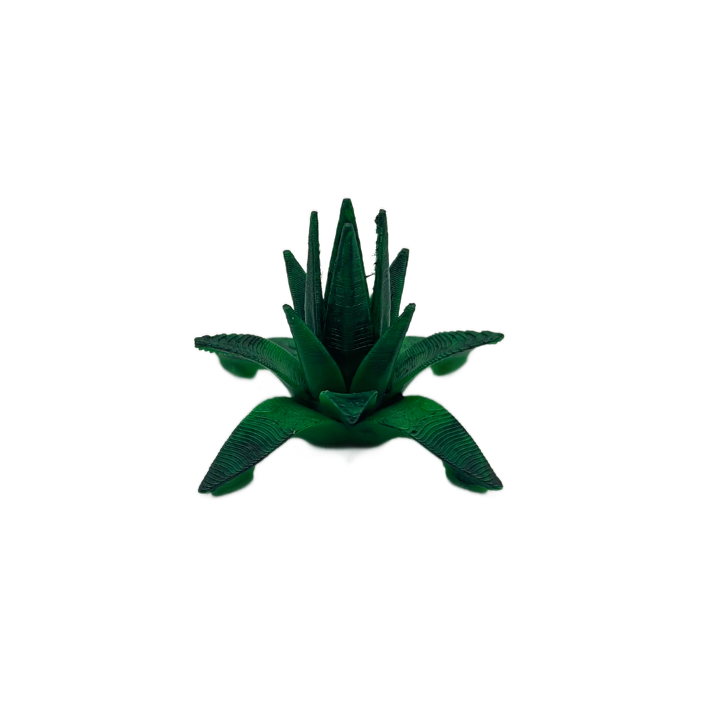 Desert Spike Leaf Plant