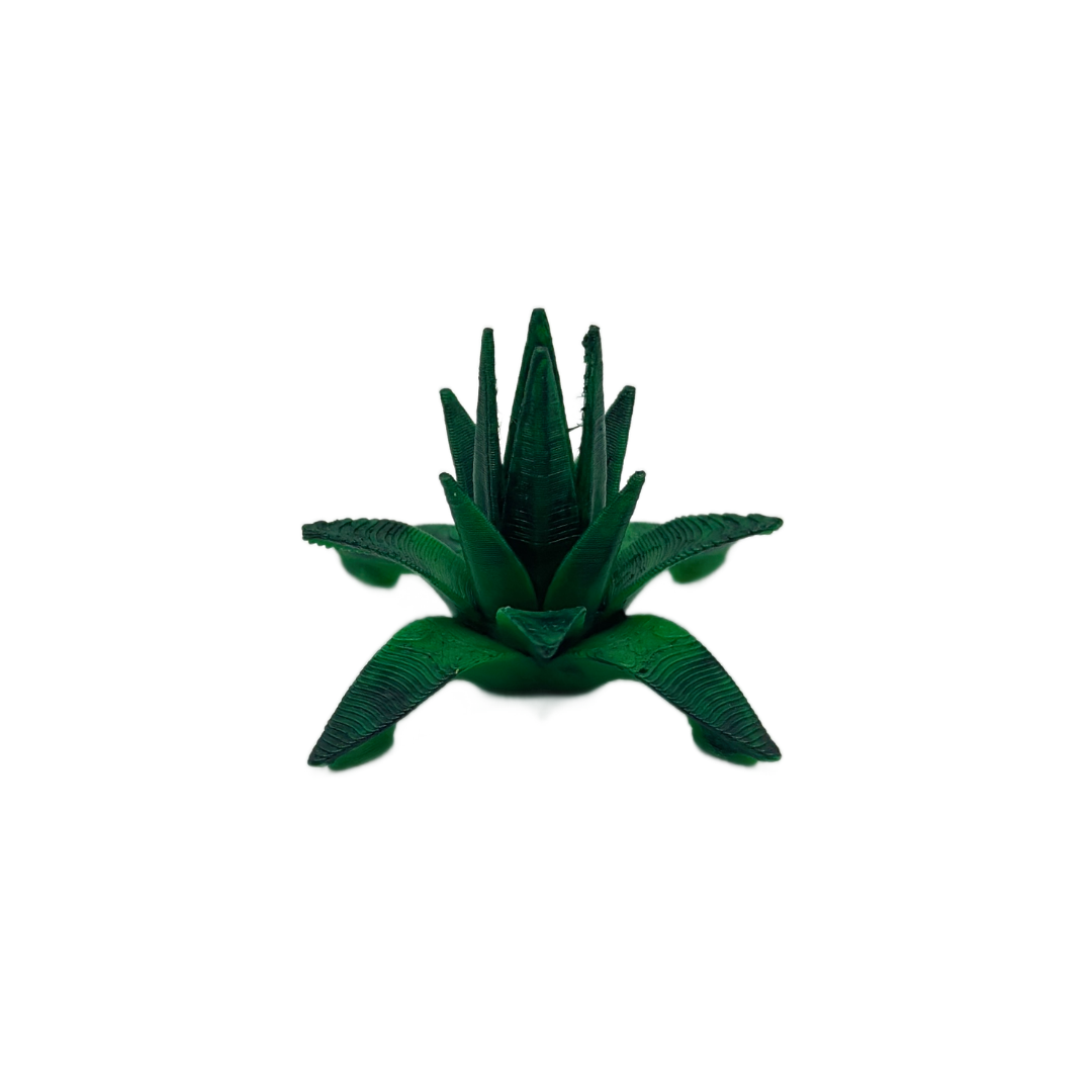 Desert Spike Leaf Plant