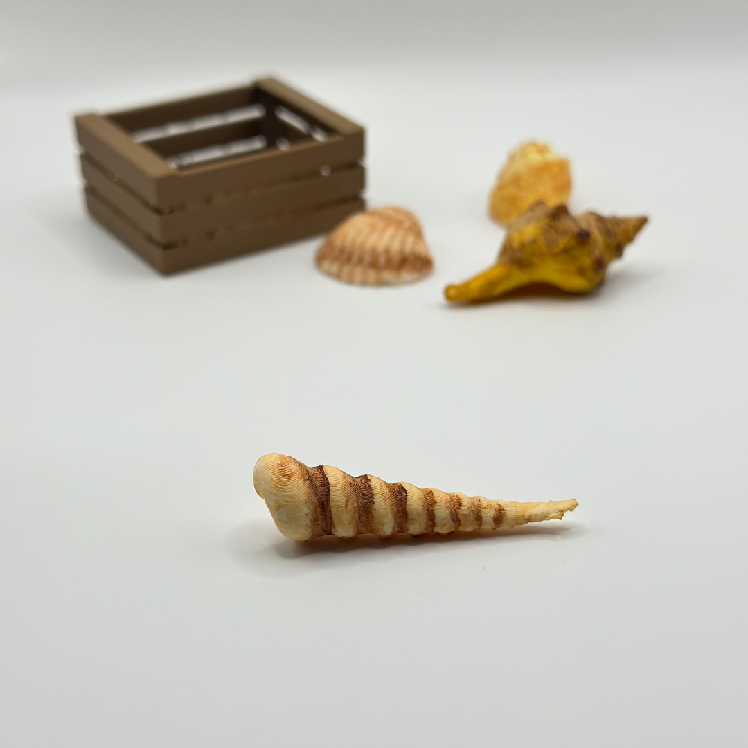 Mini Shell Collection in Wooden Crate