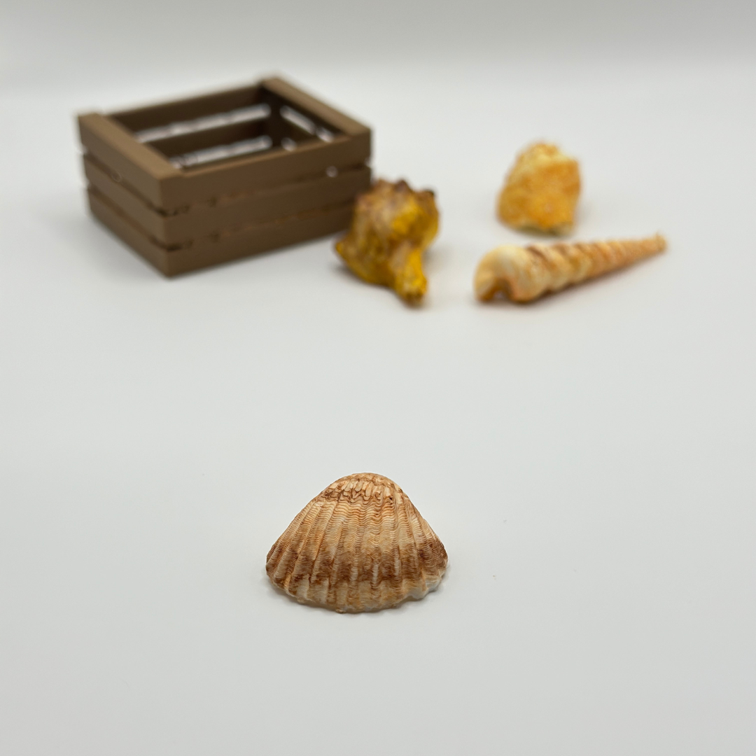 Mini Shell Collection in Wooden Crate
