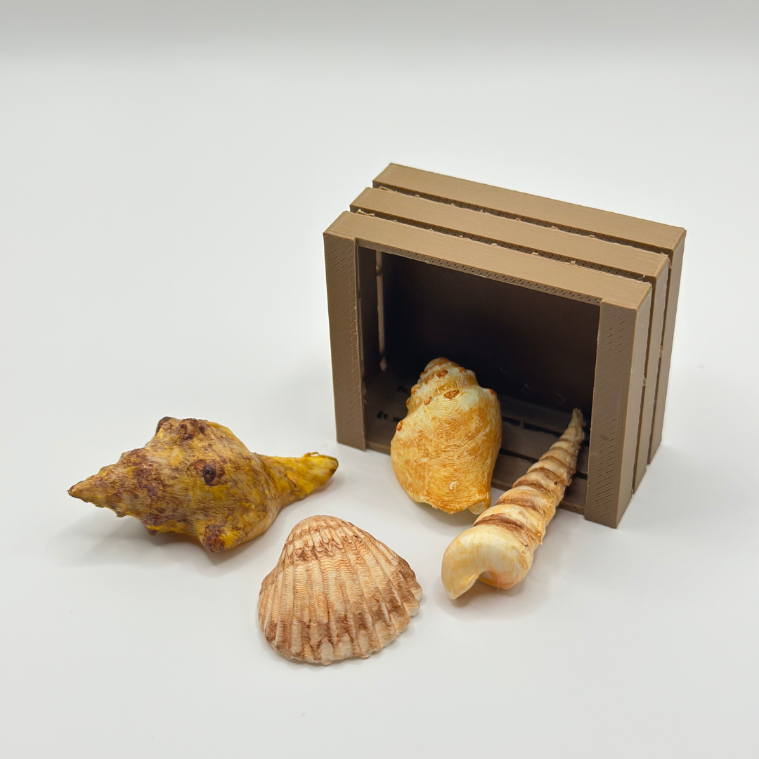 Mini Shell Collection in Wooden Crate