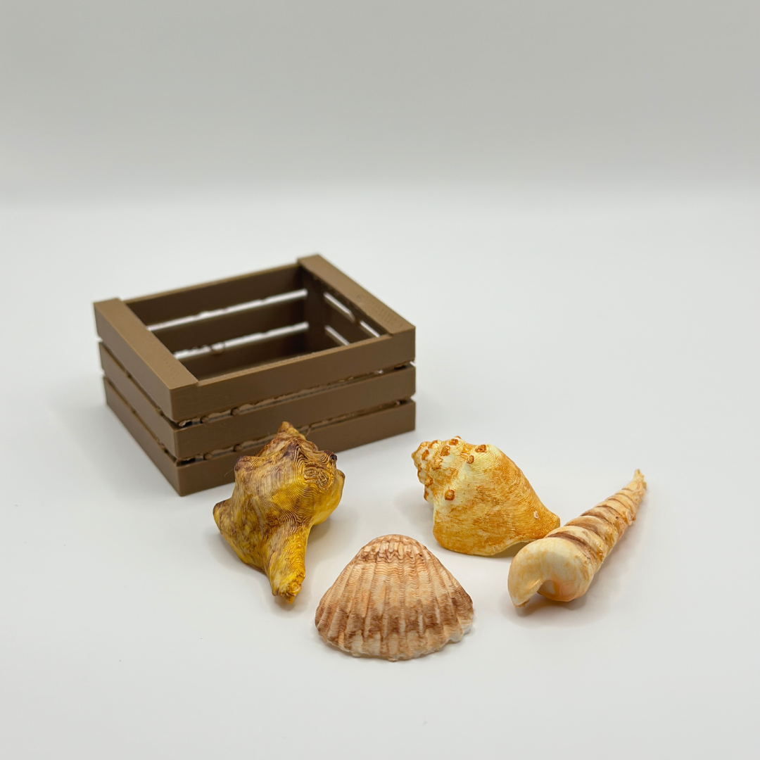 Mini Shell Collection in Wooden Crate