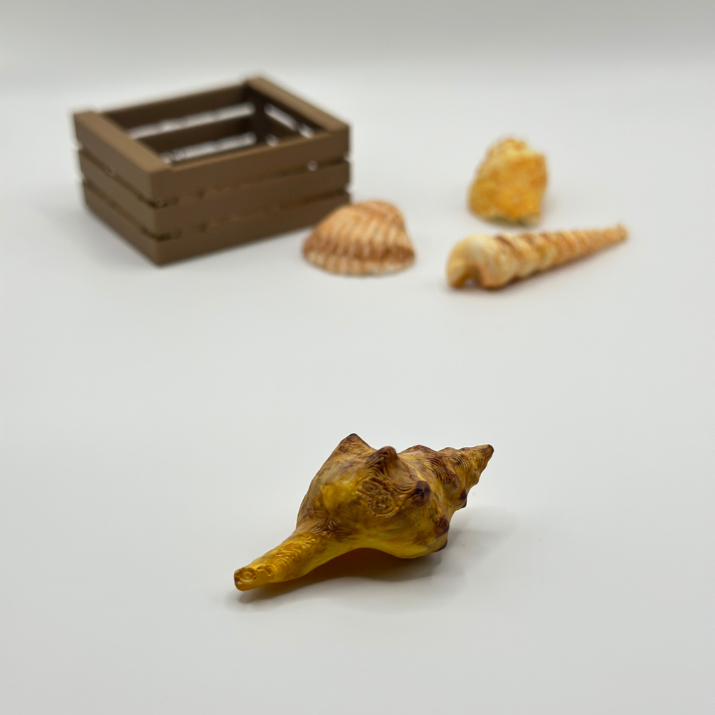 Mini Shell Collection in Wooden Crate