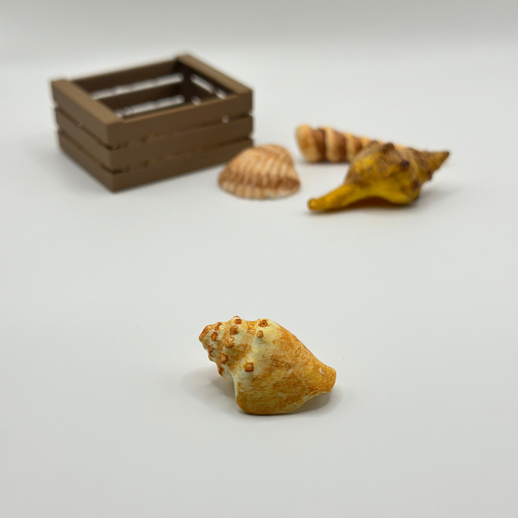 Mini Shell Collection in Wooden Crate